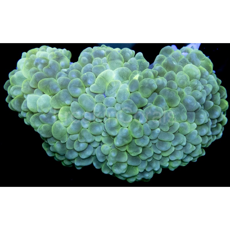 FK Green Physogyra