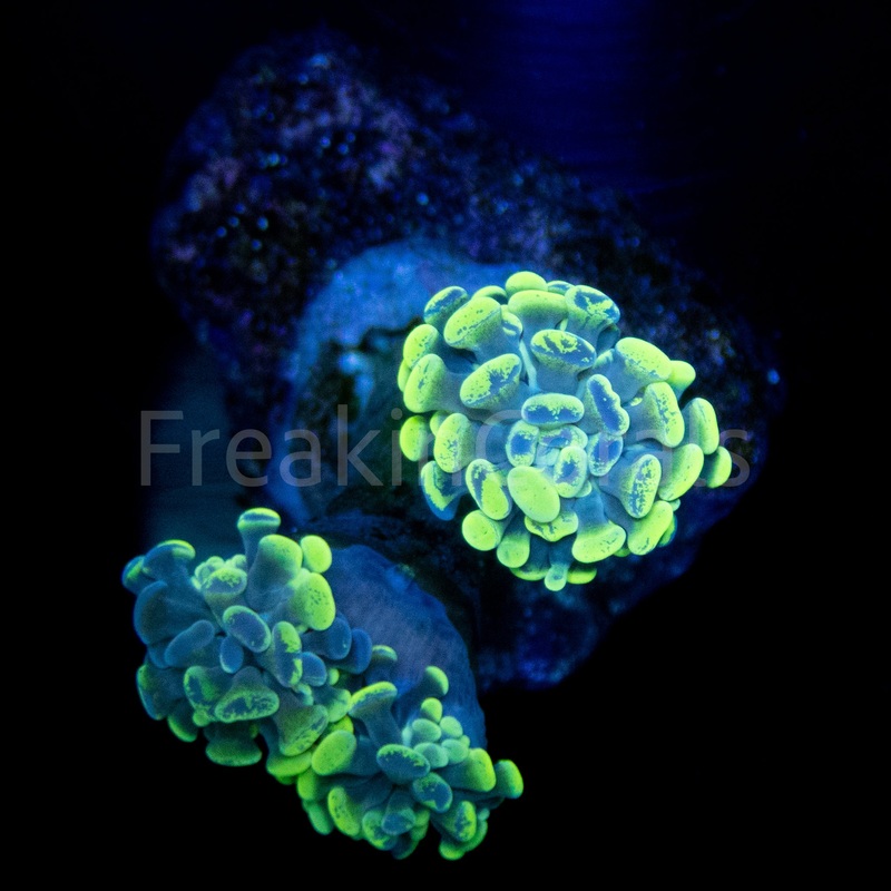 FK Nano Baliensis Ancora