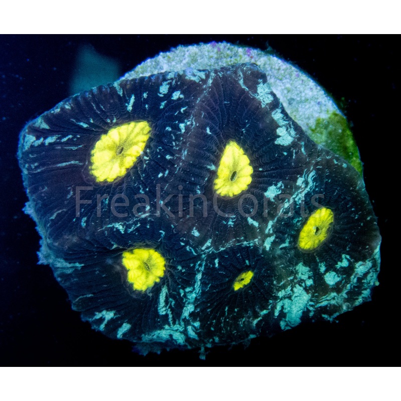 FK Nebulosa Galaxy Favites