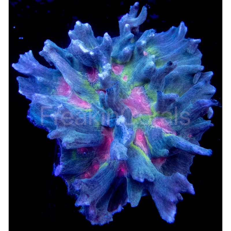 FK Rainbow Pectinia alcicornis XXL Size