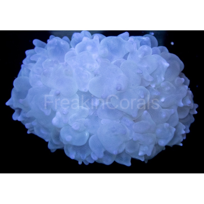 FK White Physogyra
