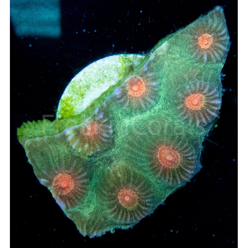 FK Yellow Eye Favites