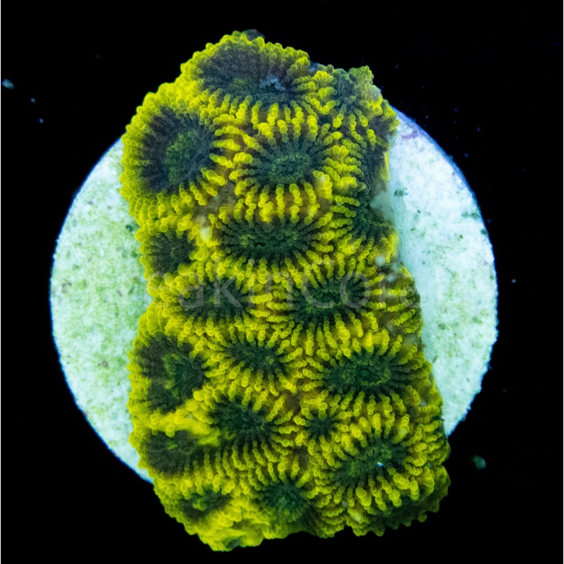 FK Yellow & Green Favia