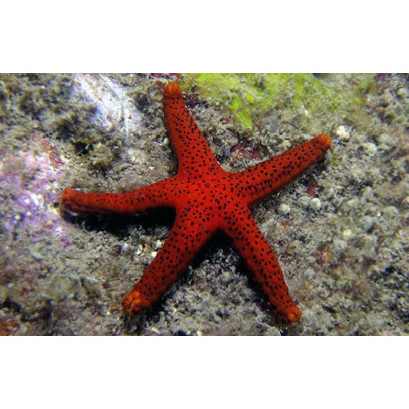 Fromia Milleporella