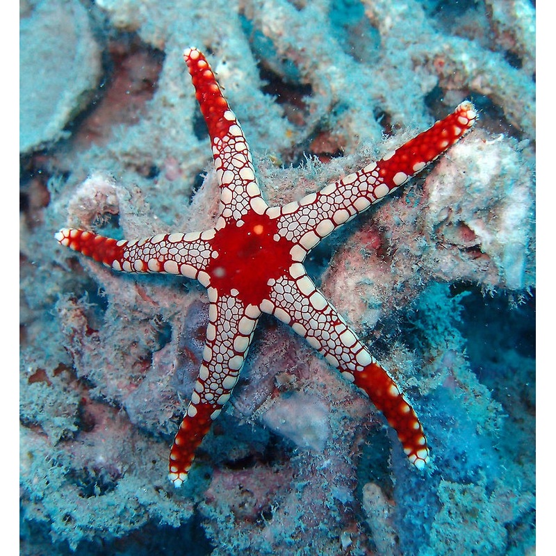 Fromia Monillis