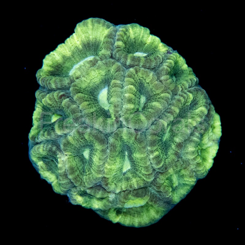 Green Moon Favia (Medium Colony)