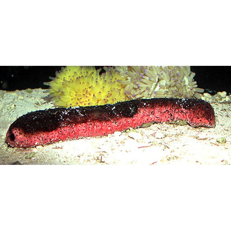 Holothuria Lencospilota