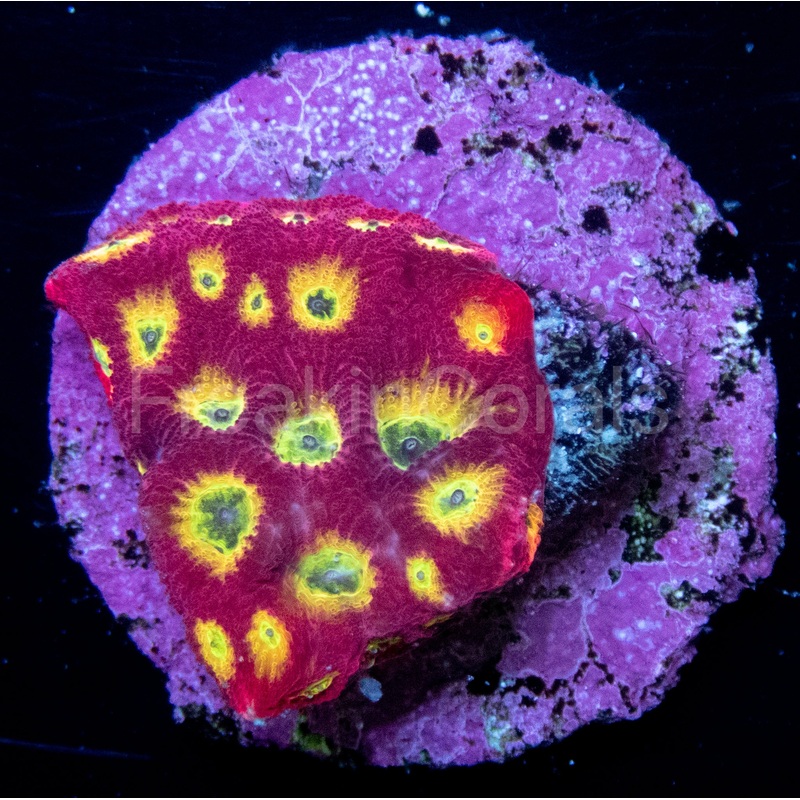 JF Sector 001 Favites (Signature Coral)