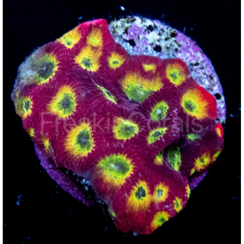 JF Sector 001 Favites (Signature Corals)