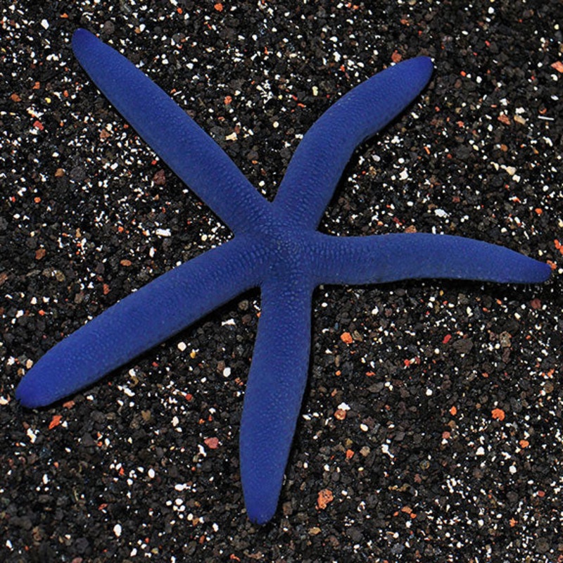 Linckia laevigata