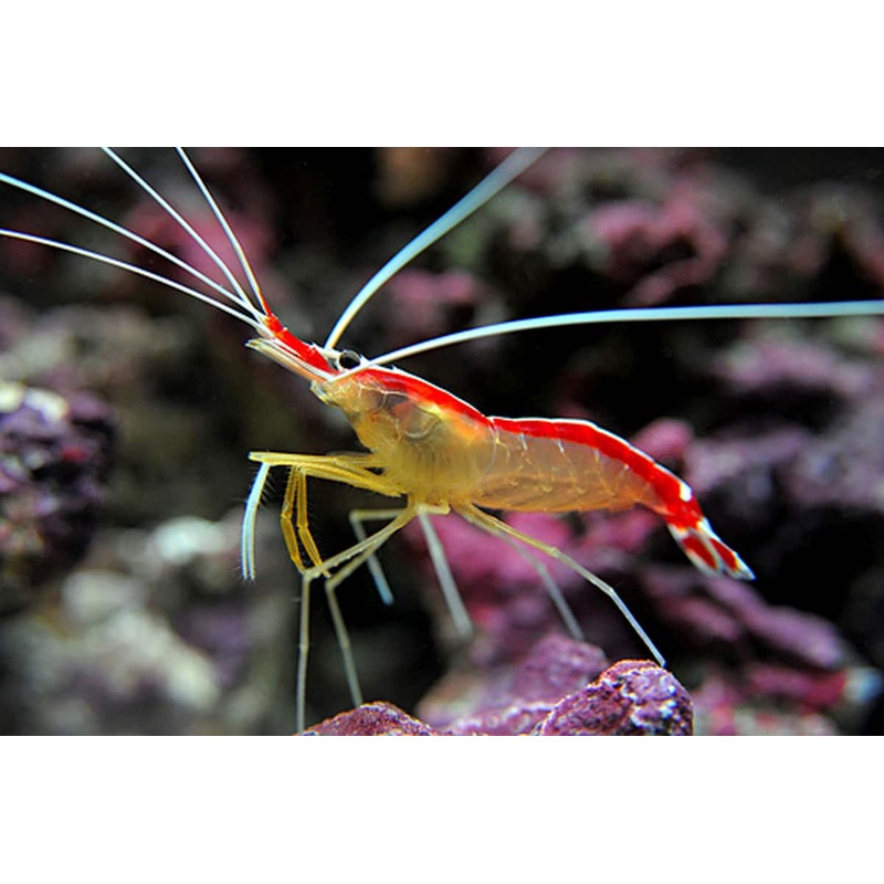 Lysmata Amboinensis