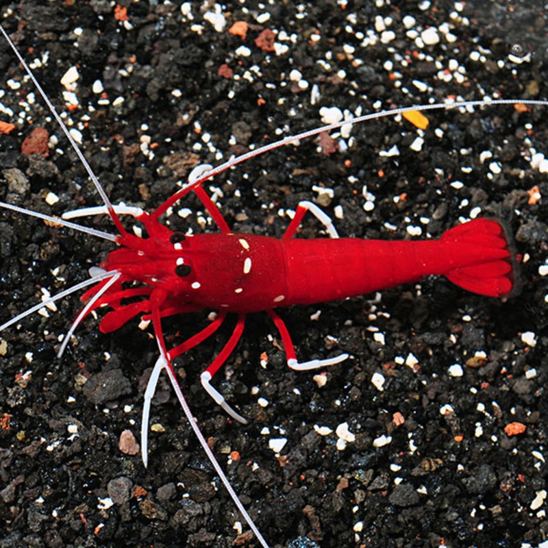 Lysmata debelius