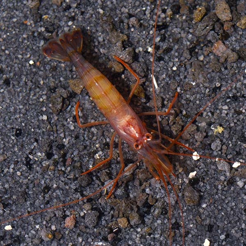 Lysmata Seticaudata