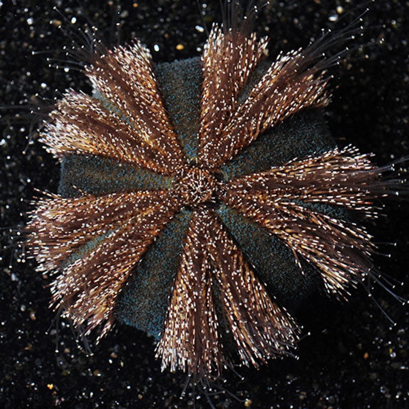 Mespilia globulus