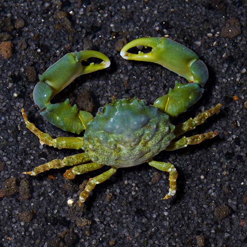 Mithraculus sculptus