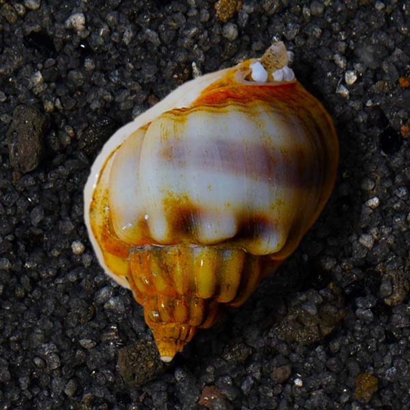 Nassarius