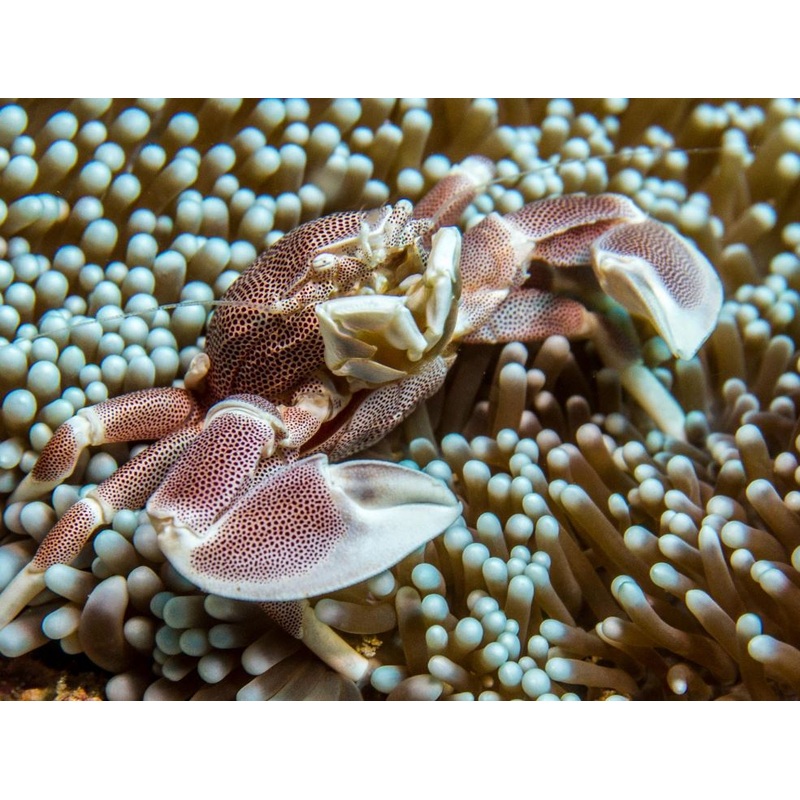 Neopetrolisthes ohshimai