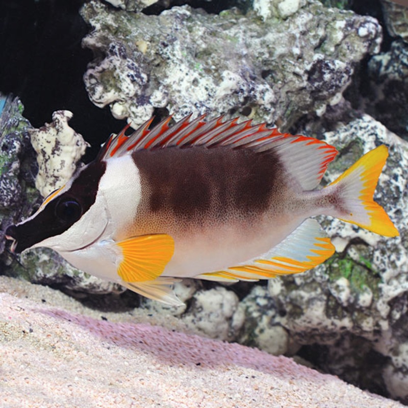 Siganus magnificus
