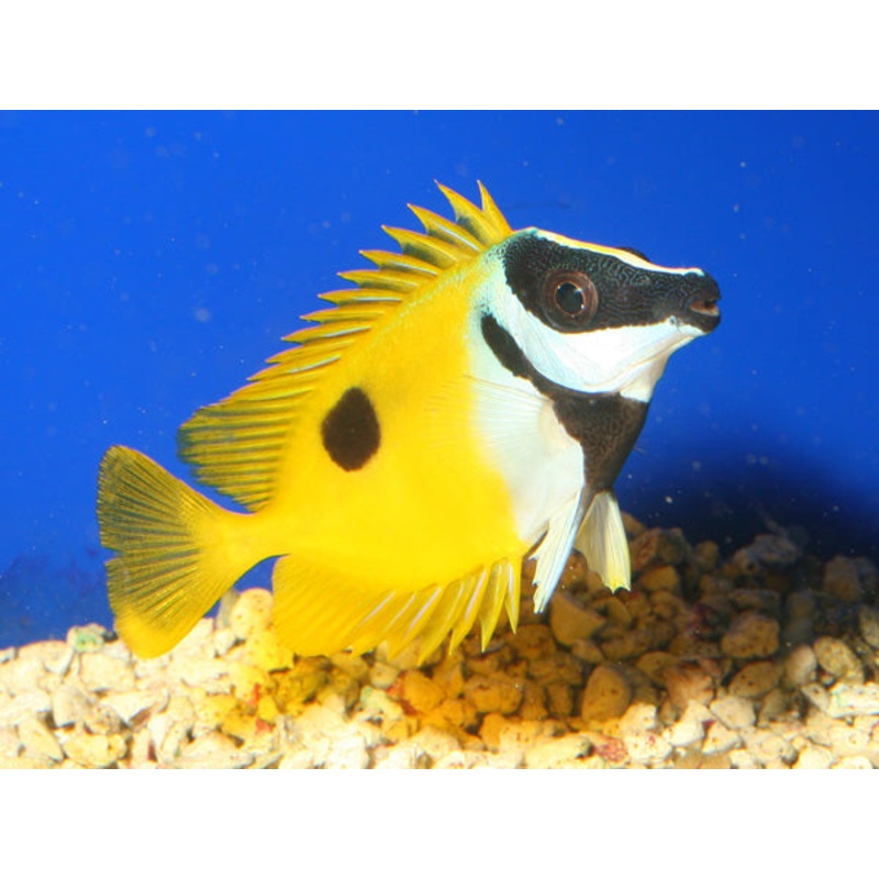 Siganus unimaculatus