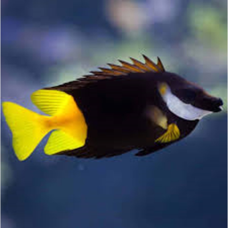 Siganus uspi