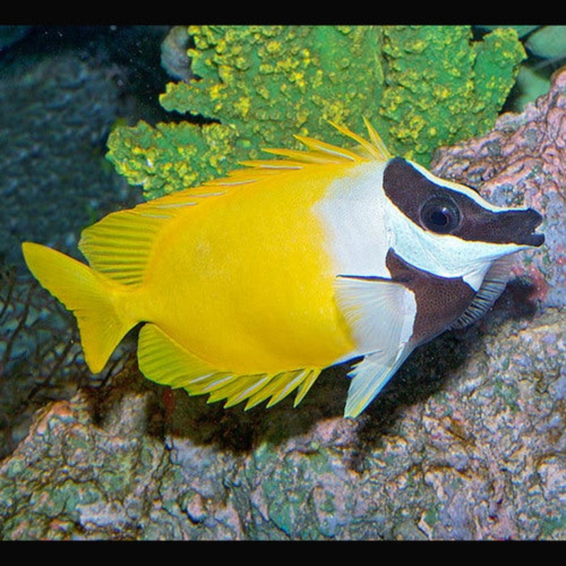 Siganus vulpinus