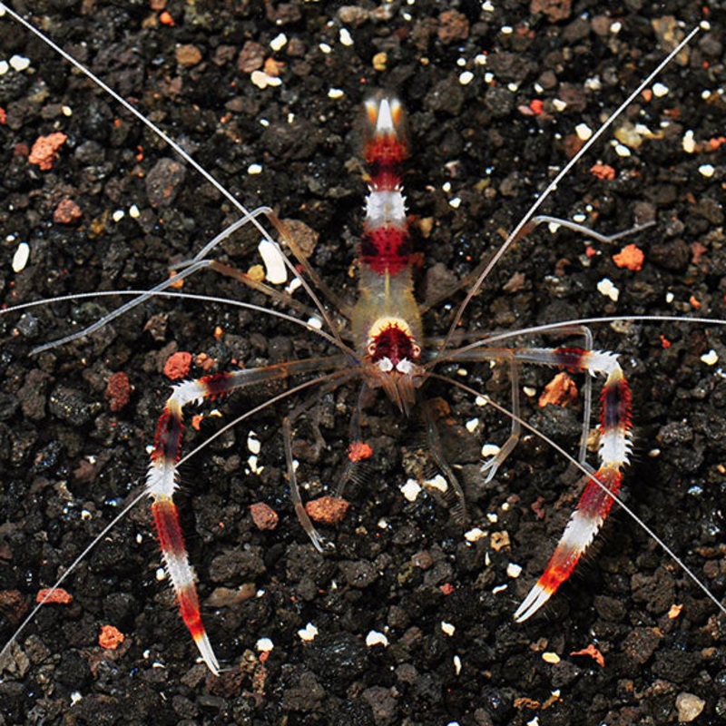 Stenopus hispidus