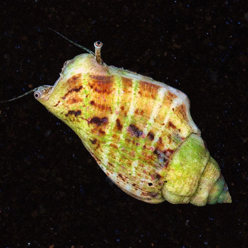 Strombus spp.
