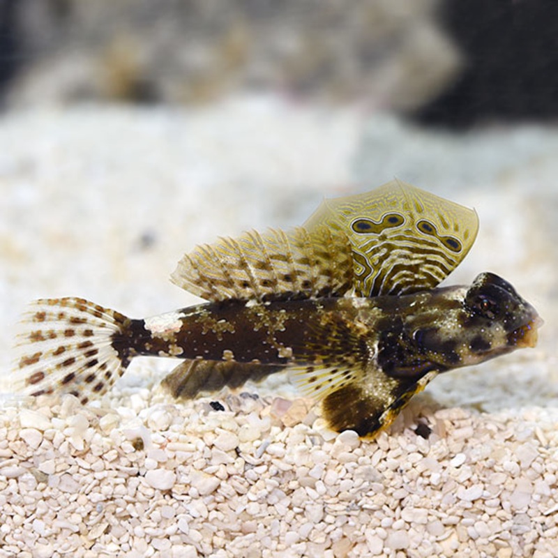 Synchiropus ocellatus