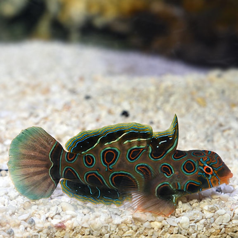 Synchiropus picturatus