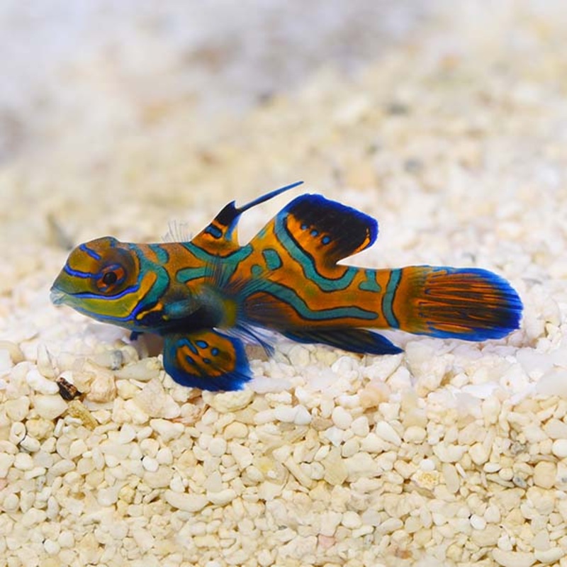 Synchiropus splendidus - Blue