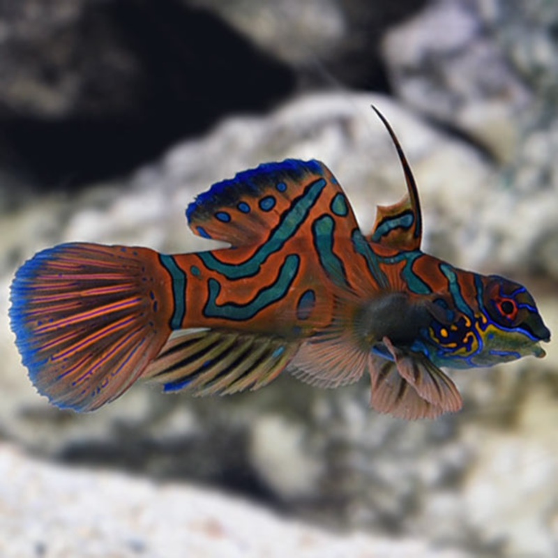 Synchiropus splendidus - Red