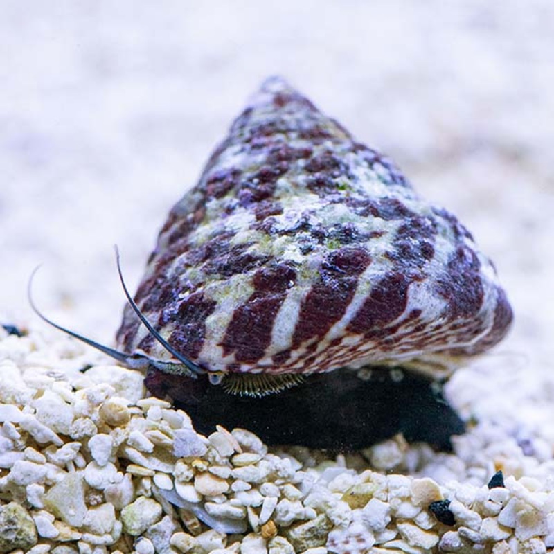 Trochus Histrio