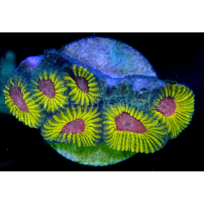 WWC Mayan Sun Favia (Signature Coral)