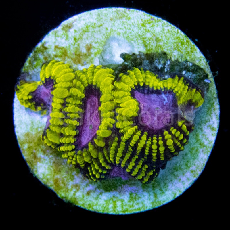 WWC Space Monkey Favia