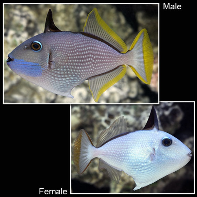 Xanthichthys auromarginatus