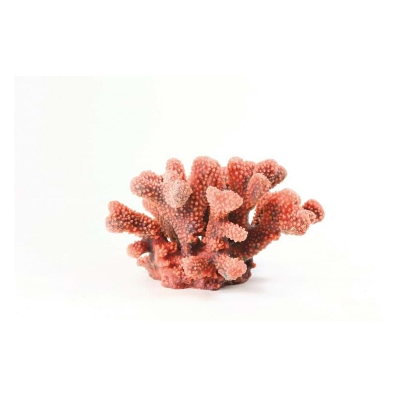 Cauliflower Red Pocillopora sp. 24 x 21 x 13.5 Natureform Coral - 9785