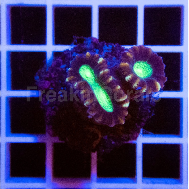 Coca-Cola Caulastrea