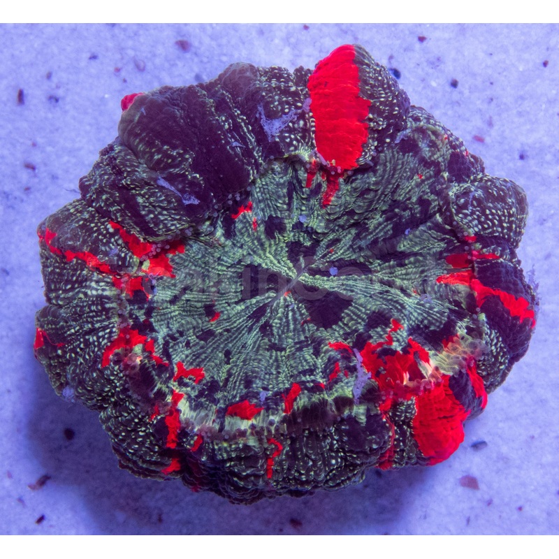 FK Acantophyllia Rainbow (Collector Coral) FK524
