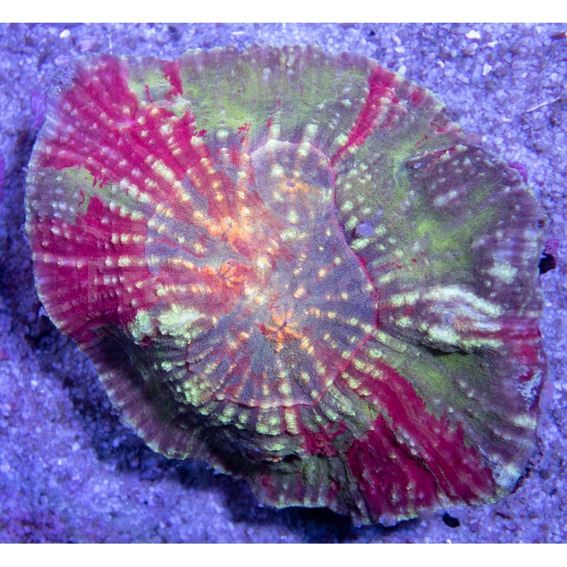 FK Austrolomussa (Rare Australia Coral)