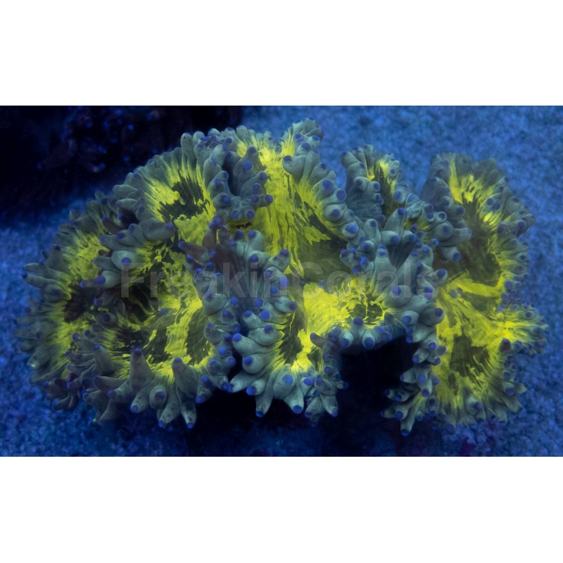 FK Blue Tip Buzz Cataphyllia (Collector Coral)