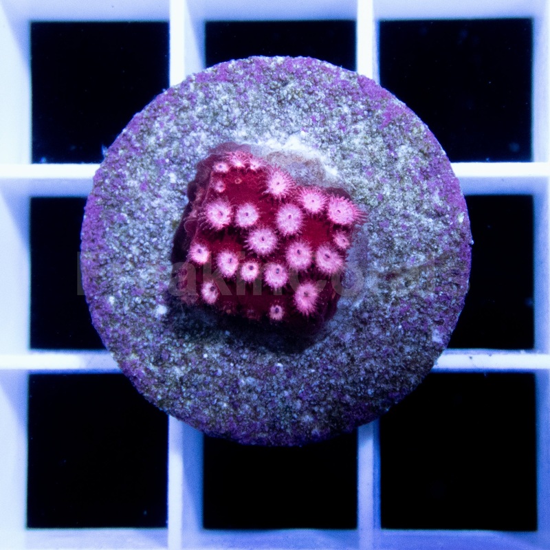 FK Bubblemint Cyphasstrea