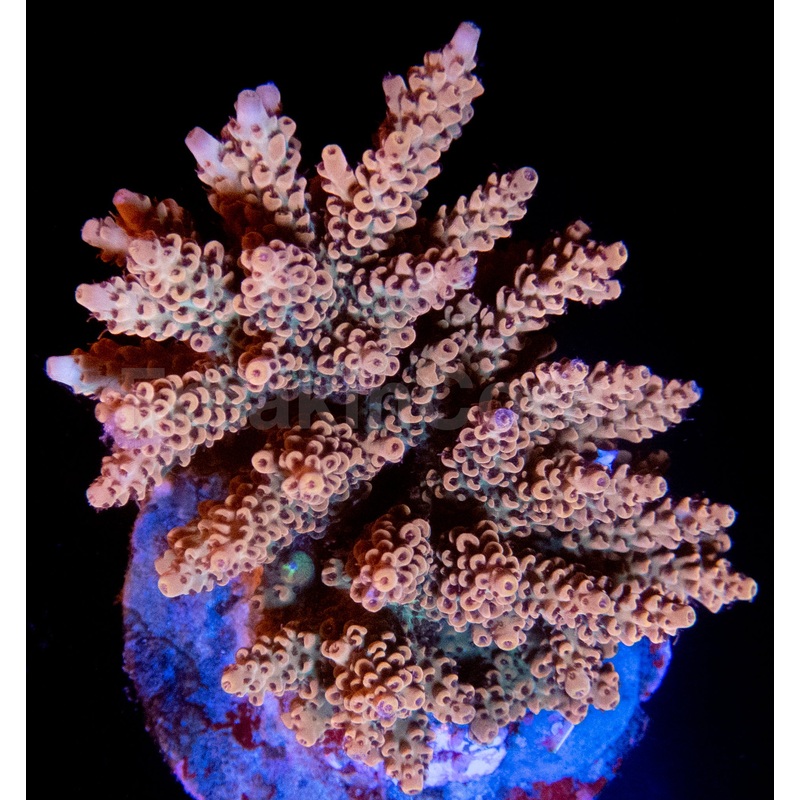 FK Camel Microclados
