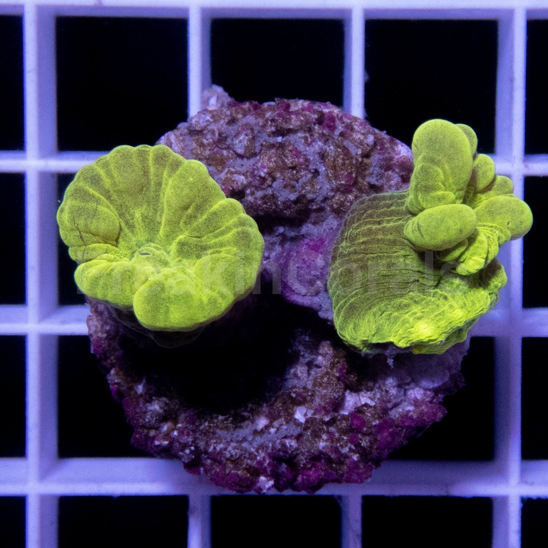 FK Caulastrea Hulk