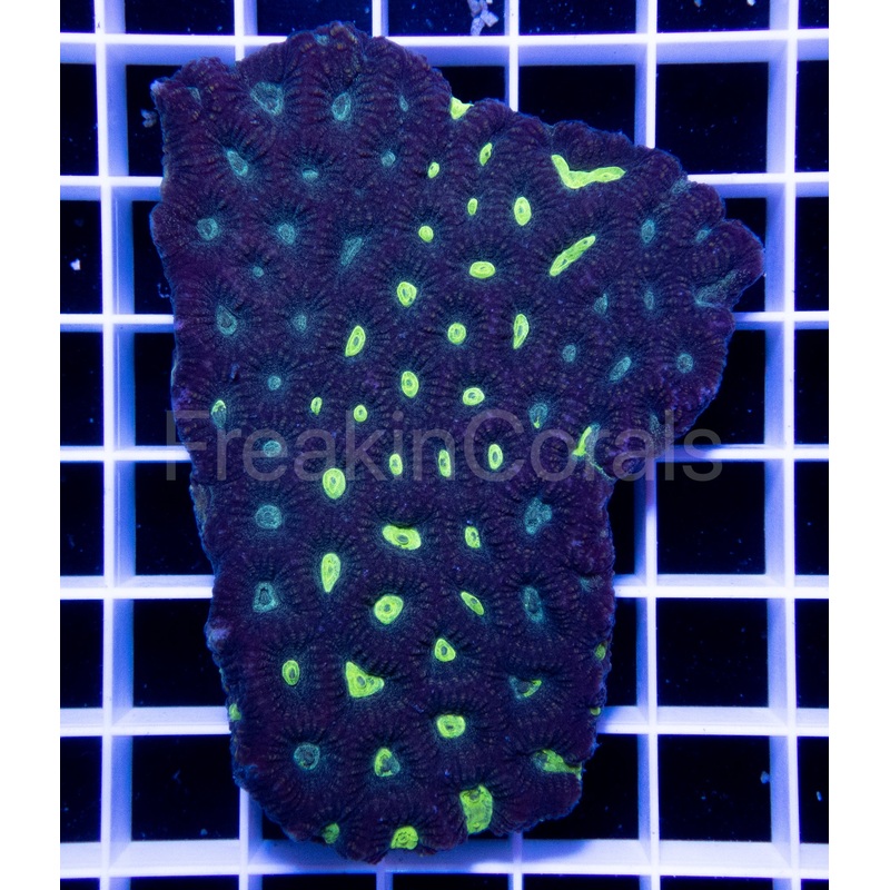 FK Fluor Grafted Favia (Rare Mix)