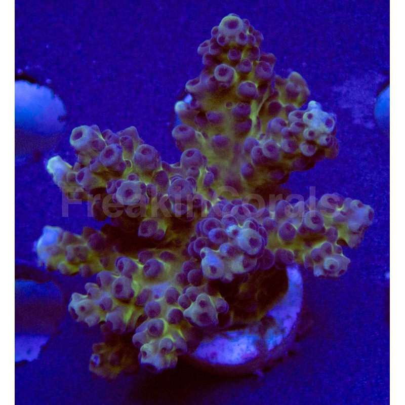FK Gomezi Acropora