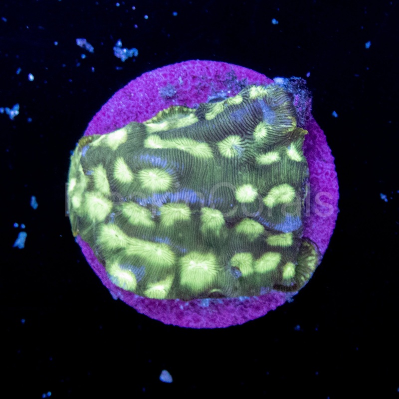 FK Green Leptoseris Coral