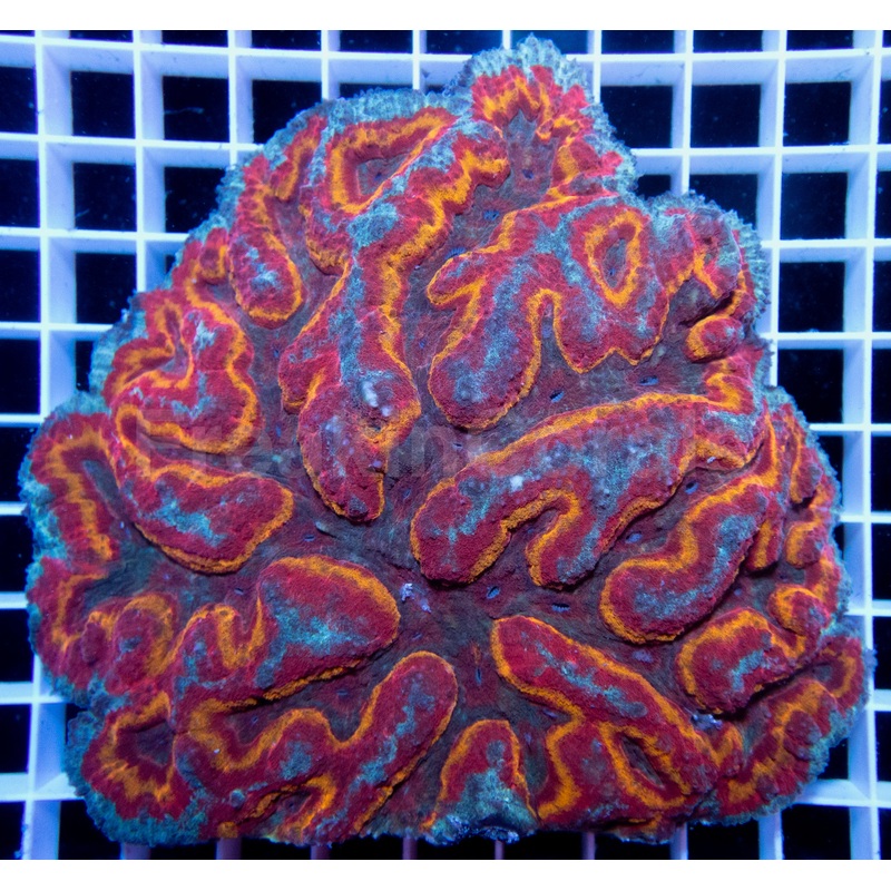 FK Mastergrade Symphyllia (Collector Coral)