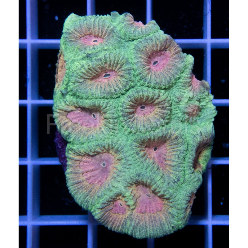 FK Pink Dream Favia (FK Signature Favia)