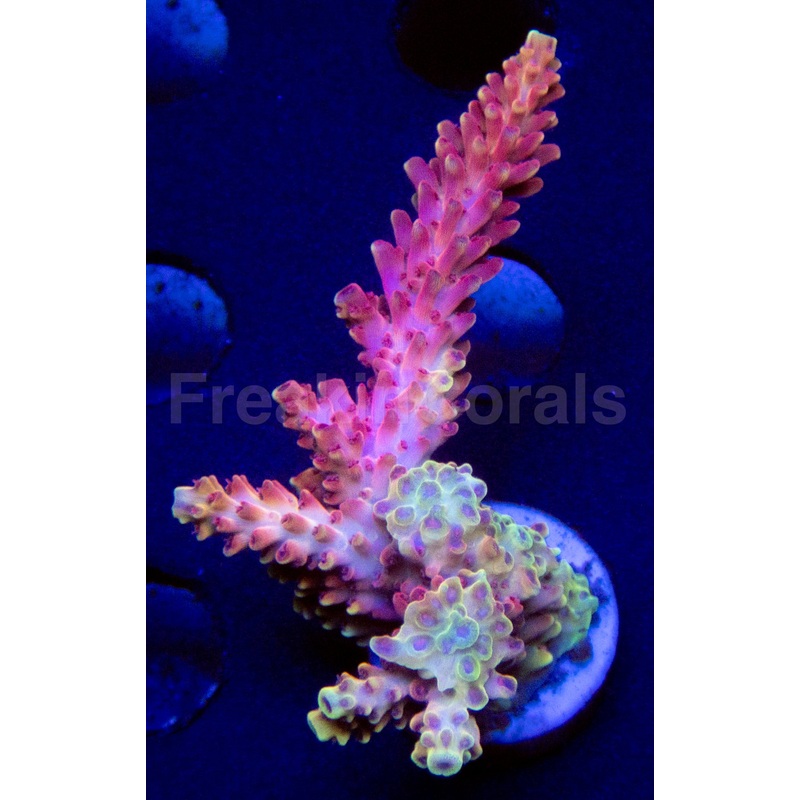 FK Pink Dream Microclados Indonesia Acropora