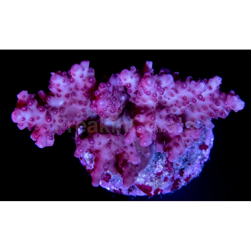 FK Pink Granulosa